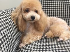 -多卡布奇宠物生活馆(上林世家店)