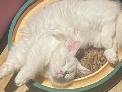 -Bastet sally猫舍购宠(静安店)