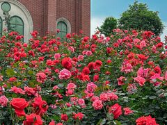 -都江堰玫瑰花溪谷