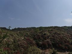 -贵州百里杜鹃风景名胜区