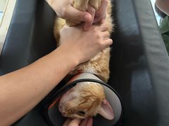 -瑞鹏宠物医院·骨科·猫科·内科(第一中心)