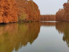 -上海海湾国家森林公园