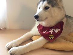 -Husky Go! 哈士奇体验馆·宠物咖啡厅狗咖