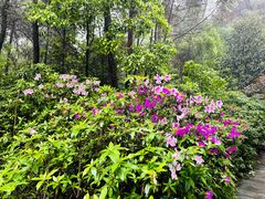 -铁山坪森林公园