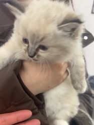 -金铂丽轻奢沙龙•直营