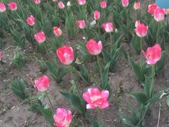 -长春公园(普阳街道)