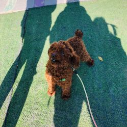 -萌宠亲子动物乐园(槐房万达店)