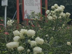 -清湖文化公园