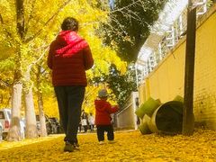 -三里屯东五街银杏大道