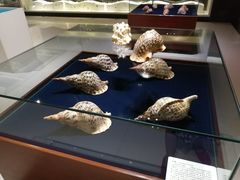 -青岛贝壳博物馆