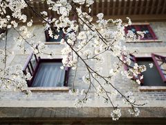 -武汉大学-樱园