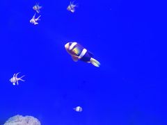 -江和美海洋公园