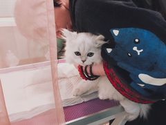 -十年猫舍·猫咪专门店(普陀店)