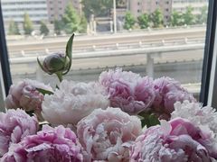 -曹州牡丹园