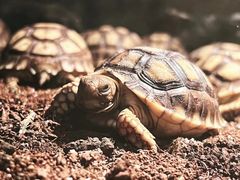 -济南野生动物世界