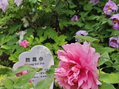 -西苑公园