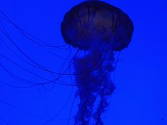 -上海海洋水族馆