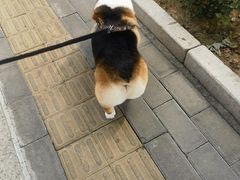 -宠福鑫康馨动物医院·骨科·眼科