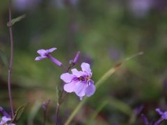 -甜星Star·生日蛋糕(百盛店)