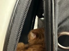-瑞派·关忠动物医院·猫专科·犬专科(三环新城店)