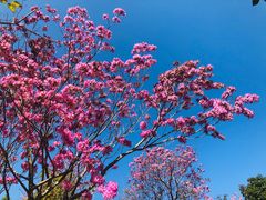 -天适樱花悠乐园