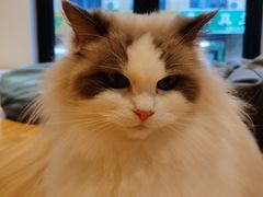 -啵啵喵·猫咖(攀华国际店)