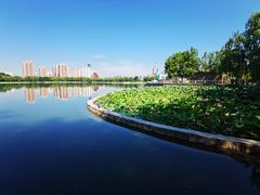 -莲花池公园