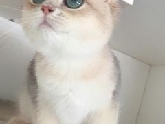 -东方名猫馆·英短金渐层布偶猫舍(环线广场1号楼店)