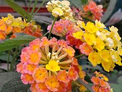 -南宫五洲植物乐园