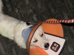 -暖阳宠物医院·犬猫康复中心·骨科