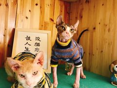 -猫在这儿猫咪咖啡馆·撸猫馆
