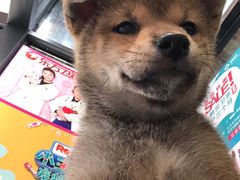 -爱侣宠医·鹦鹉专科·小型哺乳类·异宠专科(灵石路店)