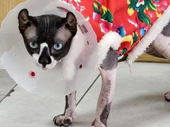 -中农大我爱我爱动物医院·核磁CT·猫病·24小时夜诊中心(石佛营店)