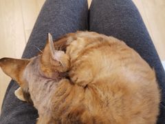 -有喵·猫咖·狗咖·30几只猫10只小狗(岗厦店)