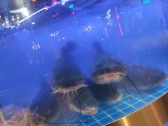 -蛙一刀·麻椒鱼火锅(金仙桥店)