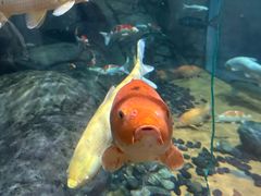 -上海海洋水族馆