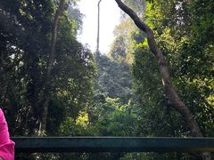 -西双版纳原始森林公园