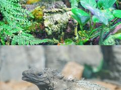 -正佳雨林生态植物园