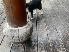 -合肥滨湖国家森林公园