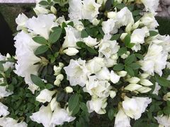 -上海鲜花港