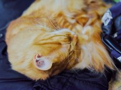 -猫猫幼稚园·撸猫·桌游·电玩