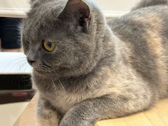 -楼上猫咖(罗湖店)