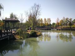 -大塘金香草谷