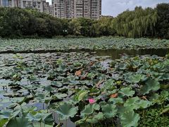 -新江湾城公园