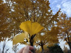 -大宁郁金香公园-停车场