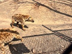 -大连森林动物园