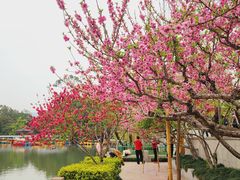 -西湖公园(鼓楼区)
