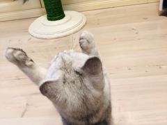 -猫大福·Fortune Cat猫舍(百子湾店)