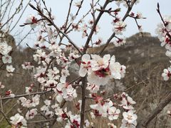 -蟠龙山长城景区