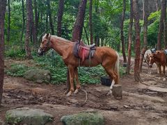 -铁山坪森林公园